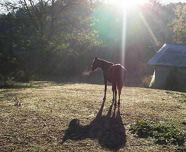 Al-Qamar Farm